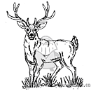 Stag / Deer