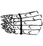 Asparagus
